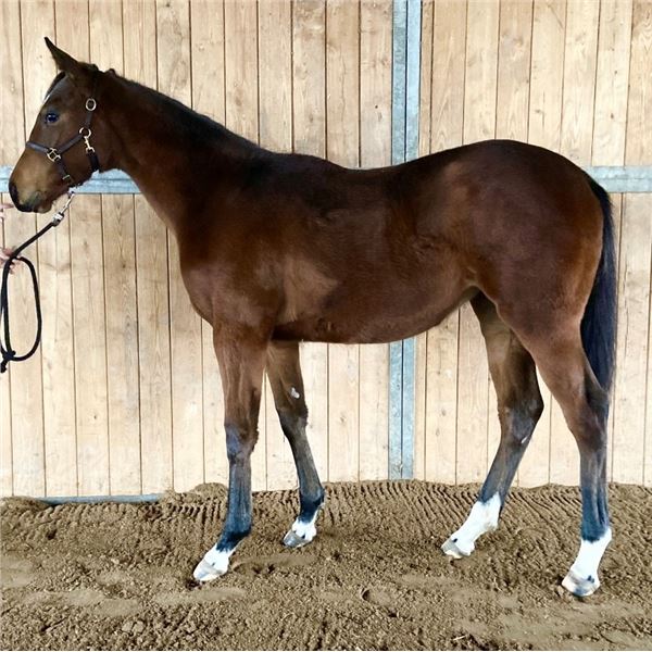 2025 Crimson Invasion