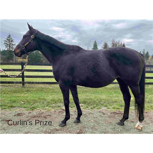 Curlin's Prize