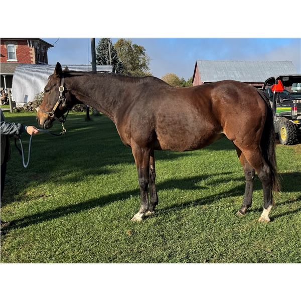 Model of Royalty (IRE)