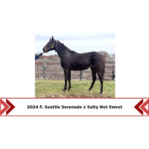 2024 Salty Not Sweet