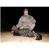 Image 1 : AFRICAN NIGHT CATS