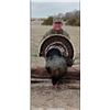 Image 1 : NEBRASKA MERRIAM TURKEY