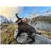 Image 2 : EXCLUSIVE NEW ZEALAND SAFARI