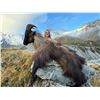 Image 3 : EXCLUSIVE NEW ZEALAND SAFARI
