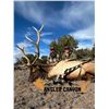 Image 1 : NEW MEXICO BUGLES & BULLS
