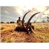 Image 1 : SABLE & BLACK IMPALA SAFARI