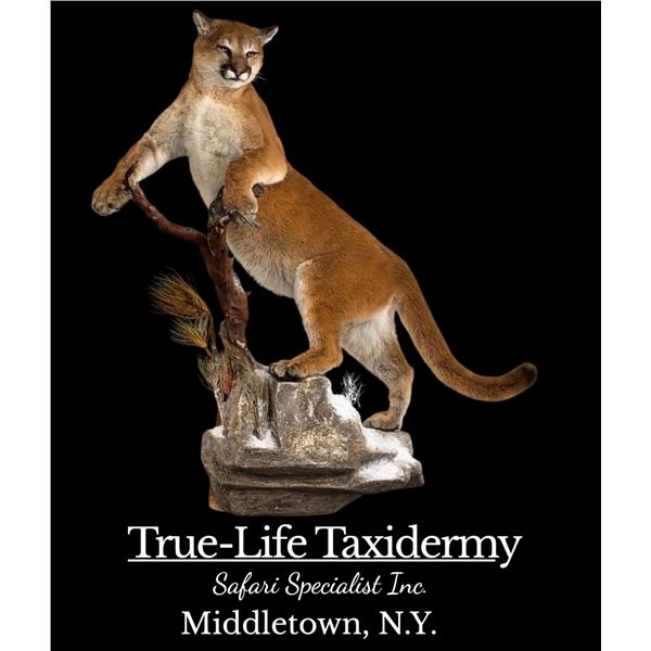 LIFE SIZE TAXIDERMY MOUNT