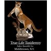Image 1 : LIFE SIZE TAXIDERMY MOUNT