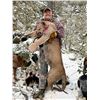 Image 1 : ARIZONA MOUNTAIN LION
