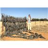 Image 1 : AFRICAN WING SHOOT