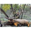 Image 2 : ARCHERY TROPHY ELK HUNT