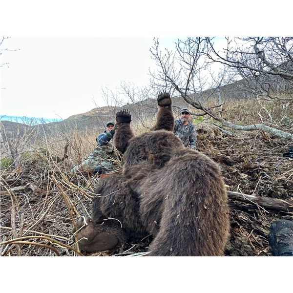 ALASKAN COASTAL BROWN BEAR