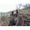 Image 1 : ALASKAN COASTAL BROWN BEAR