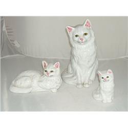 Three cats from Portugal