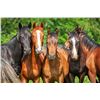 Image 3 : Five (5) Eqvalan Horse Dewormer Tubes