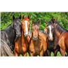 Image 3 : Five (5) Eqvalan Horse Dewormer Tubes