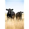Image 3 : Hamilton Farms Premium Angus Beef Package