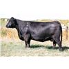 Image 4 : Hamilton Farms Premium Angus Beef Package