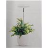 Image 4 : Lot of 2 – Lordem C0005 Mini Grow Light for Indoor Plants