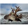 Image 2 : 10-Day All-Inclusive British Columbia Moose, Caribou, Wolf Combo Hunt with Kawdy Outfitters