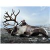 Image 4 : 10-Day All-Inclusive British Columbia Moose, Caribou, Wolf Combo Hunt with Kawdy Outfitters