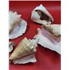 Image 2 : Lot of Large Seashells & Piece of Coral