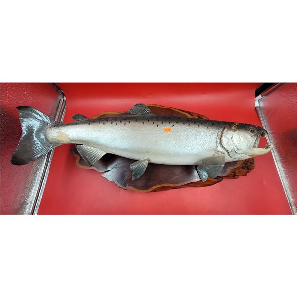 Decorative Coho Salmon Wall Plaque