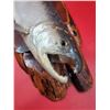 Image 2 : Decorative Coho Salmon Wall Plaque