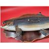 Image 3 : Decorative Coho Salmon Wall Plaque