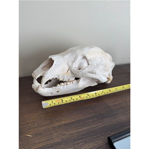Black bear skull