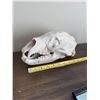 Image 1 : Black bear skull