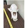 Image 3 : Black bear skull