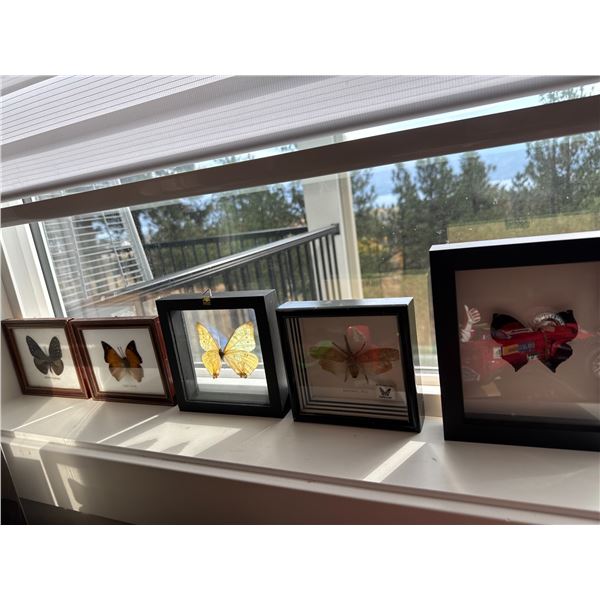 Butterfly's and dragon fly