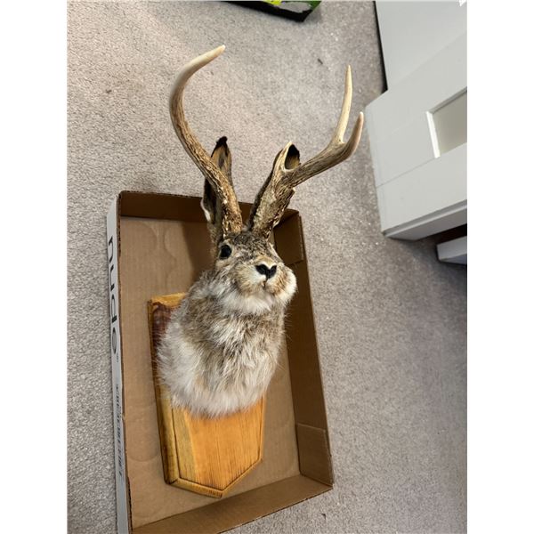 Deer Rabbit mount