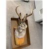 Image 1 : Deer Rabbit mount