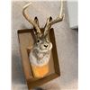Image 2 : Deer Rabbit mount