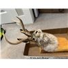 Image 3 : Deer Rabbit mount