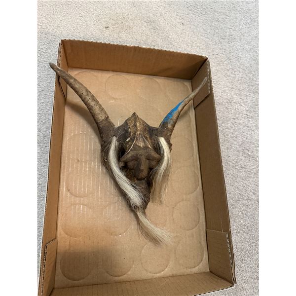 Painted goat mask from Cancun