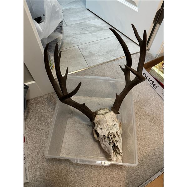 Deer head