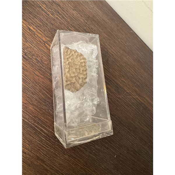 Fossilized crocodile