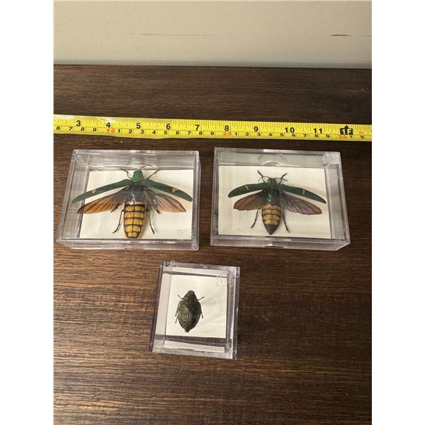 From museum of exotic insects