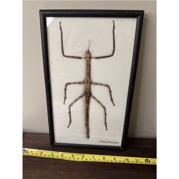 Thai insect Family Phasmatidae