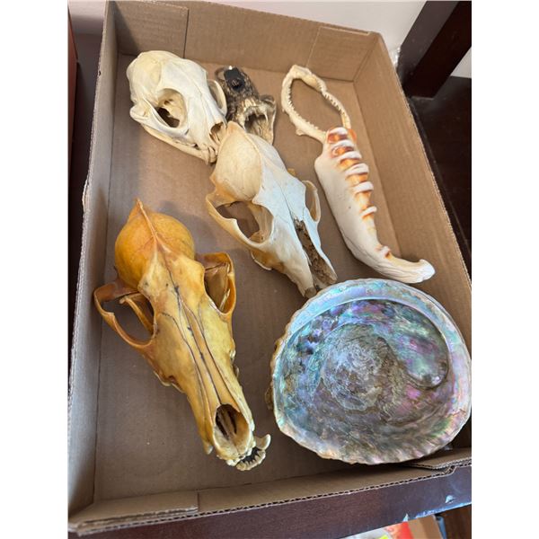 Assorted skulls and jaw