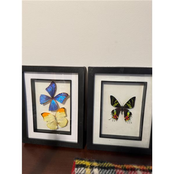 Butterfly decor