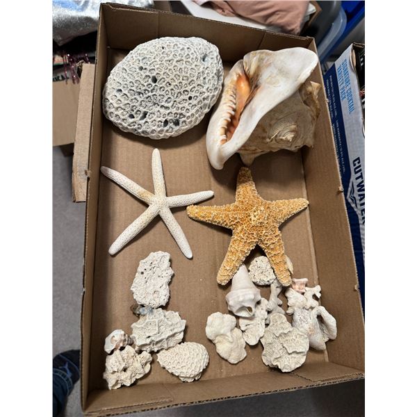 Shells, starfishes, etc.