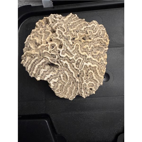 Brain coral