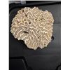 Image 1 : Brain coral