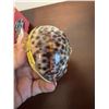 Image 2 : TIGER COWRIE shell TRINKET box