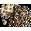 Image 1 : A bag lot of div 1 & 3 Uniform/Military buttons