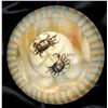 Image 2 : A card of division one assorted spider buttons